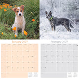 Australian Cattle Dog Wall Calendar 2027 - 12" x 12" 16-Month Intelligent and Resilient Dog Calendar