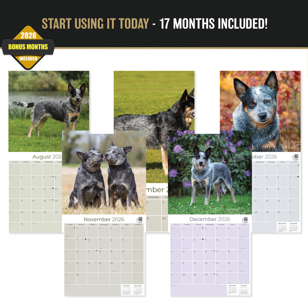 Australian Cattle Dog Wall Calendar 2027 - 12" x 12" 16-Month Intelligent and Resilient Dog Calendar