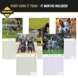 Australian Cattle Dog Wall Calendar 2027 - 12" x 12" 16-Month Intelligent and Resilient Dog Calendar