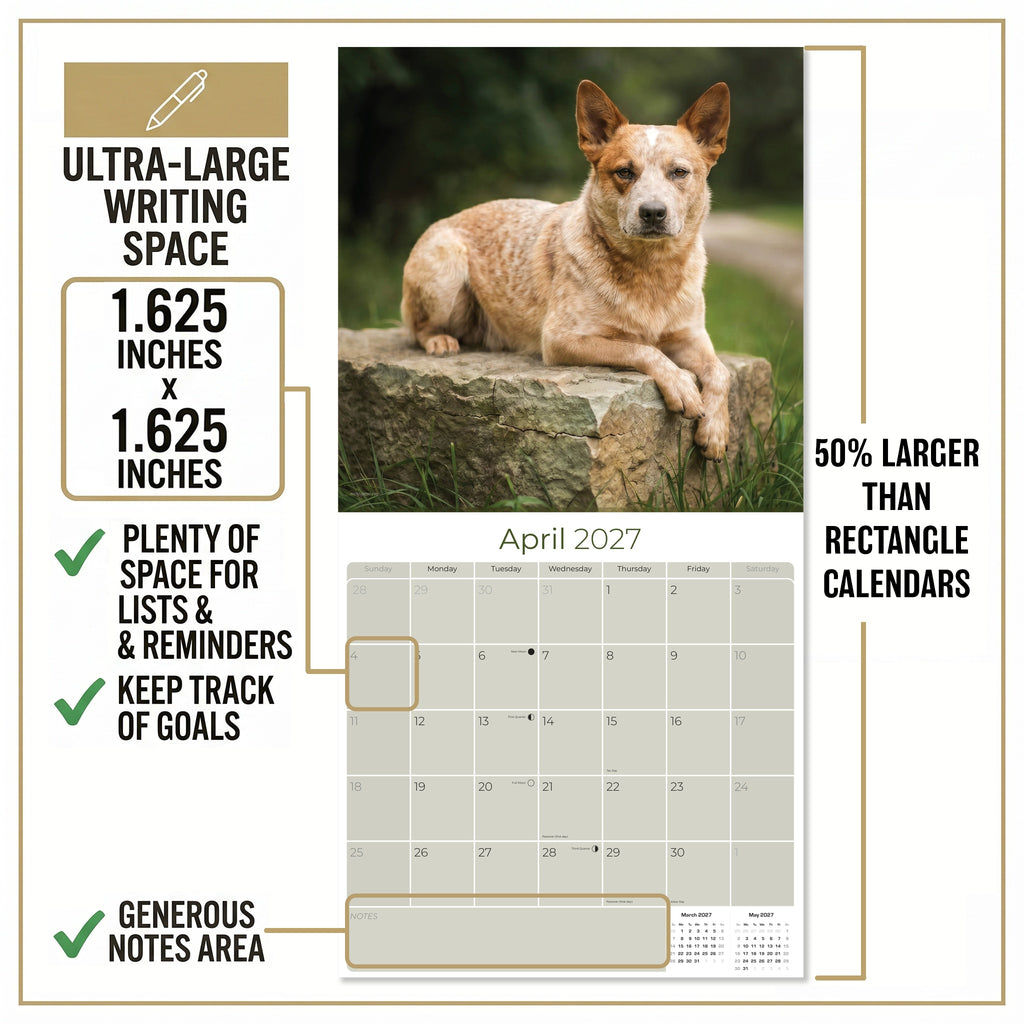 Australian Cattle Dog Wall Calendar 2027 - 12" x 12" 16-Month Intelligent and Resilient Dog Calendar