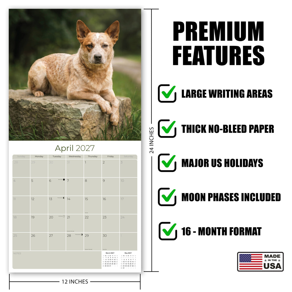 Australian Cattle Dog Wall Calendar 2027 - 12" x 12" 16-Month Intelligent and Resilient Dog Calendar