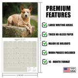 Australian Cattle Dog Wall Calendar 2027 - 12" x 12" 16-Month Intelligent and Resilient Dog Calendar