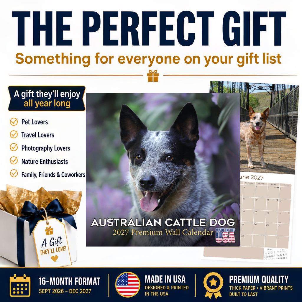 Australian Cattle Dog Wall Calendar 2027 - 12" x 12" 16-Month Intelligent and Resilient Dog Calendar