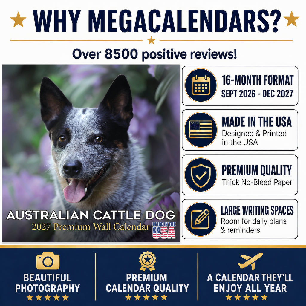 Australian Cattle Dog Wall Calendar 2027 - 12" x 12" 16-Month Intelligent and Resilient Dog Calendar