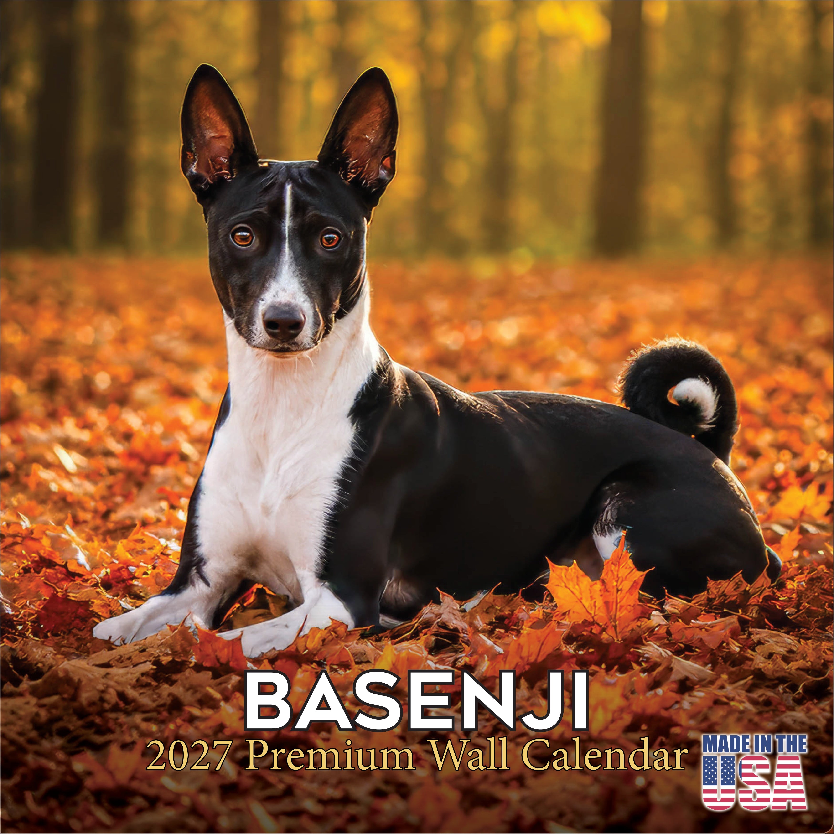 Basenji Wall Calendar 2027 - 12