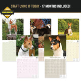 Basenji Wall Calendar 2027 - 12" x 12" Monthly Independent & Alert Barkless Hound Dog Calendar