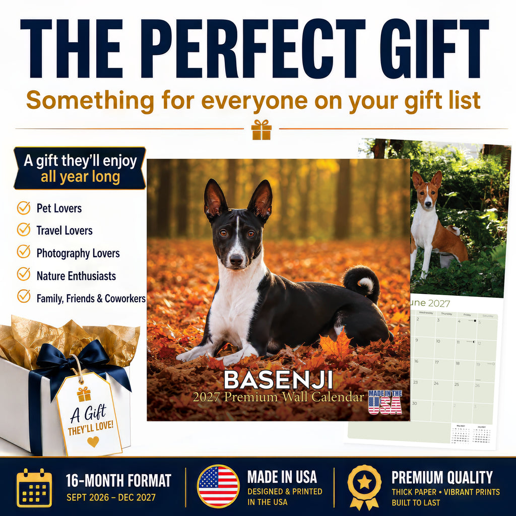 Basenji Wall Calendar 2027 - 12" x 12" Monthly Independent & Alert Barkless Hound Dog Calendar