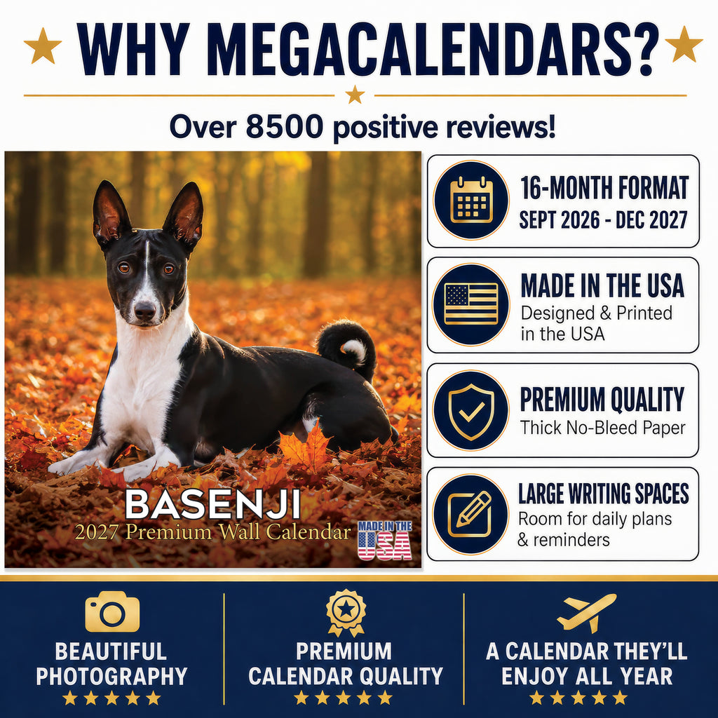 Basenji Wall Calendar 2027 - 12" x 12" Monthly Independent & Alert Barkless Hound Dog Calendar
