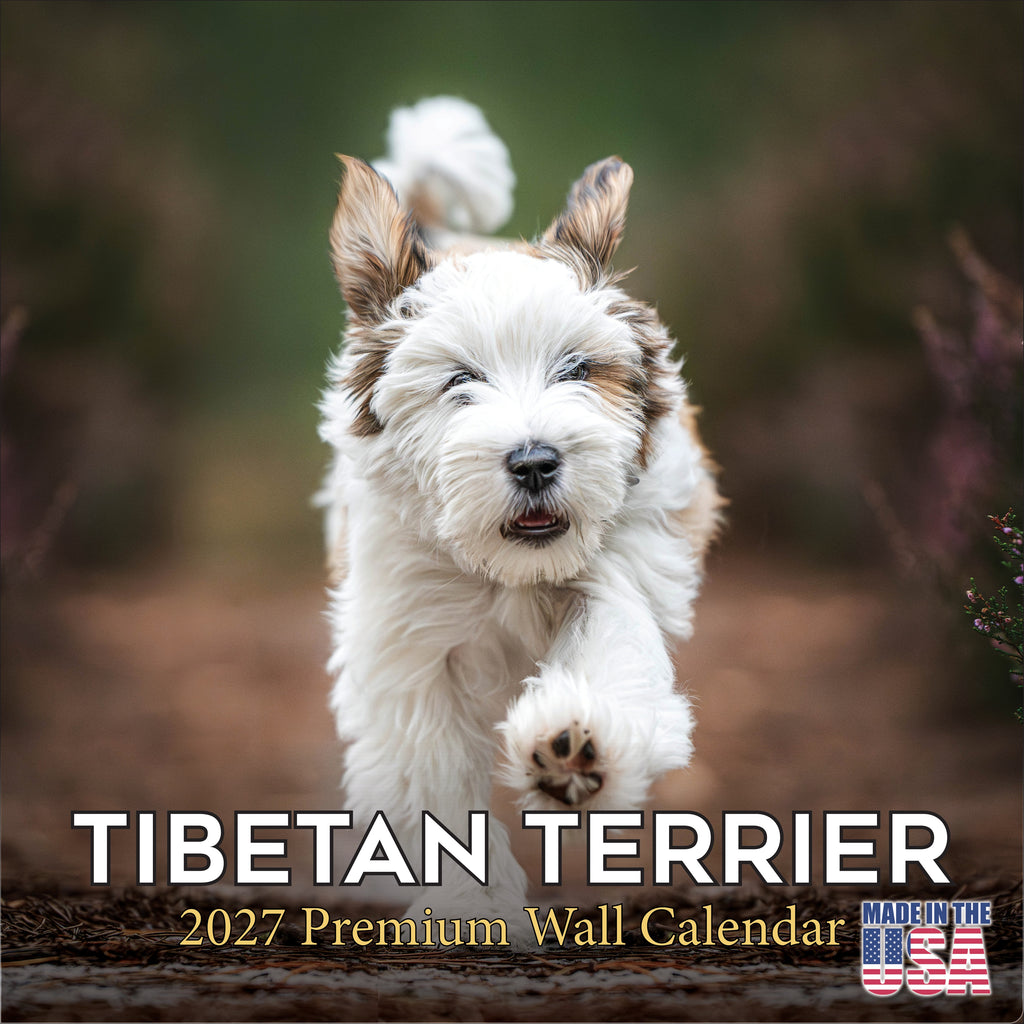 Tibetan Terrier Wall Calendar 2027 - 12" x 12" Monthly Loyal & Affectionate Tibetan Dog Breed Calendar