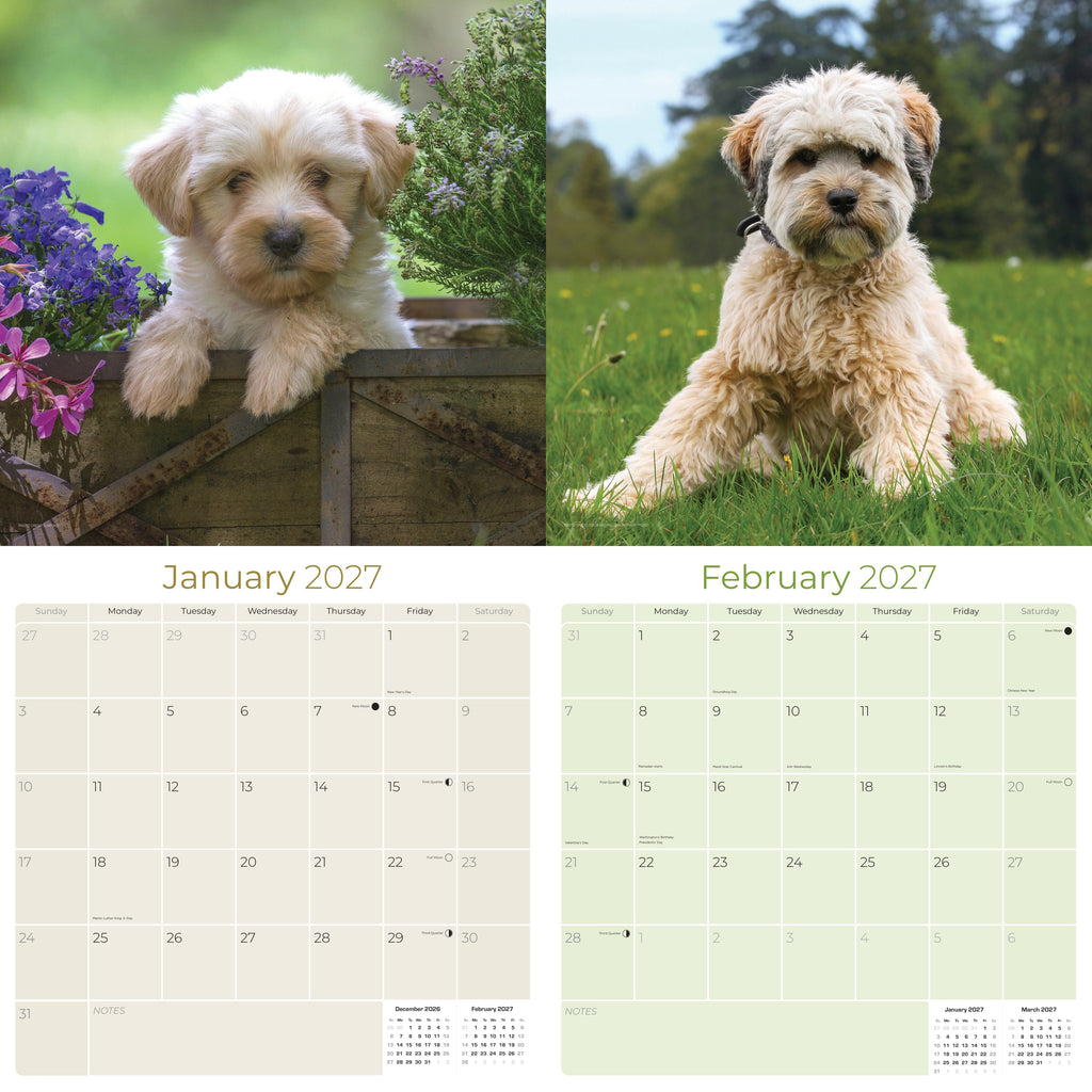 Tibetan Terrier Wall Calendar 2027 - 12" x 12" Monthly Loyal & Affectionate Tibetan Dog Breed Calendar