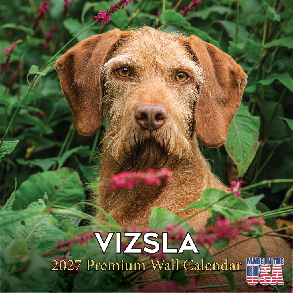 Vizsla Wall Calendar 2027 - 12" x 12" Monthly Athletic & Affectionate Hungarian Pointer Dog Breed Calendar
