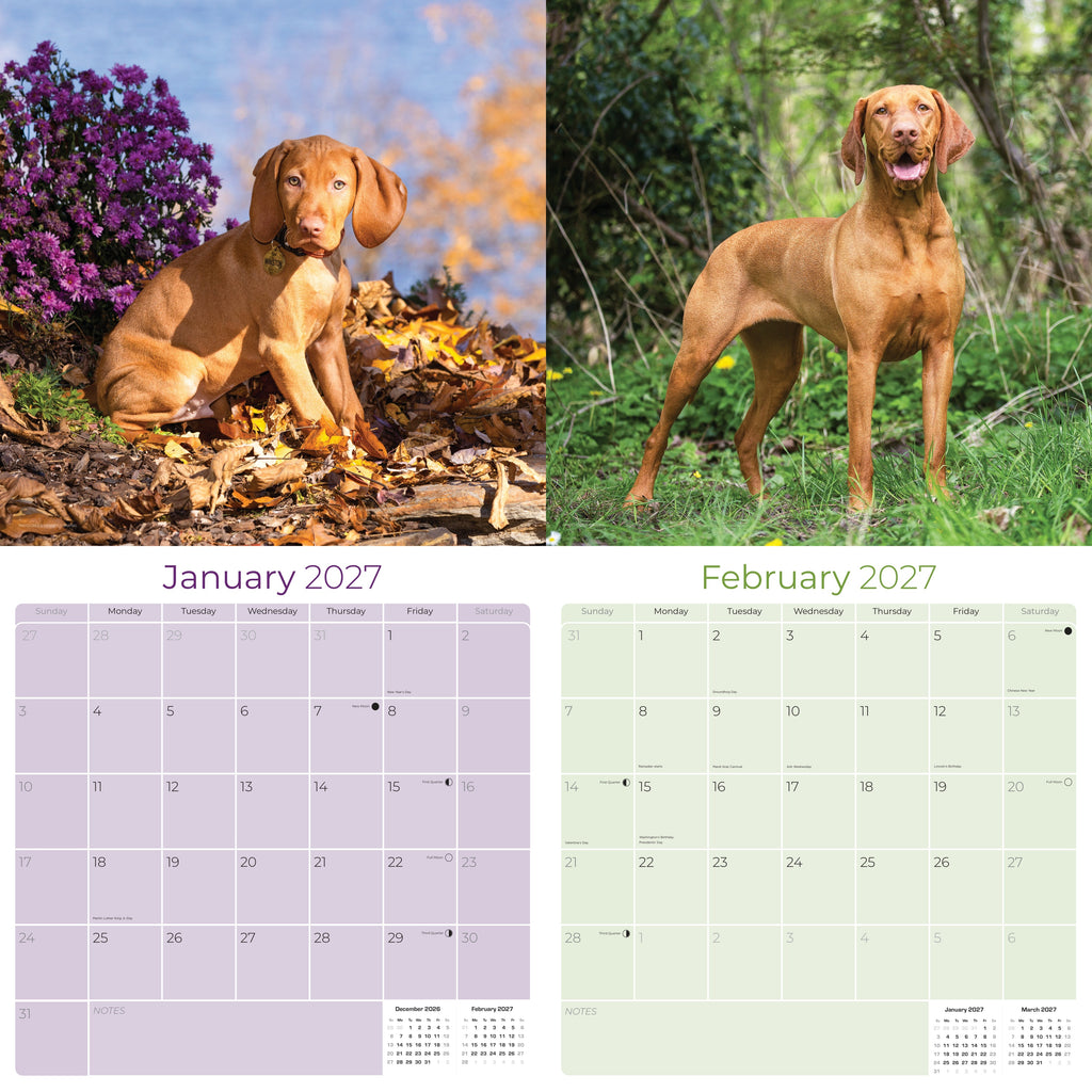 Vizsla Wall Calendar 2027 - 12" x 12" Monthly Athletic & Affectionate Hungarian Pointer Dog Breed Calendar