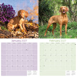 Vizsla Wall Calendar 2027 - 12" x 12" Monthly Athletic & Affectionate Hungarian Pointer Dog Breed Calendar