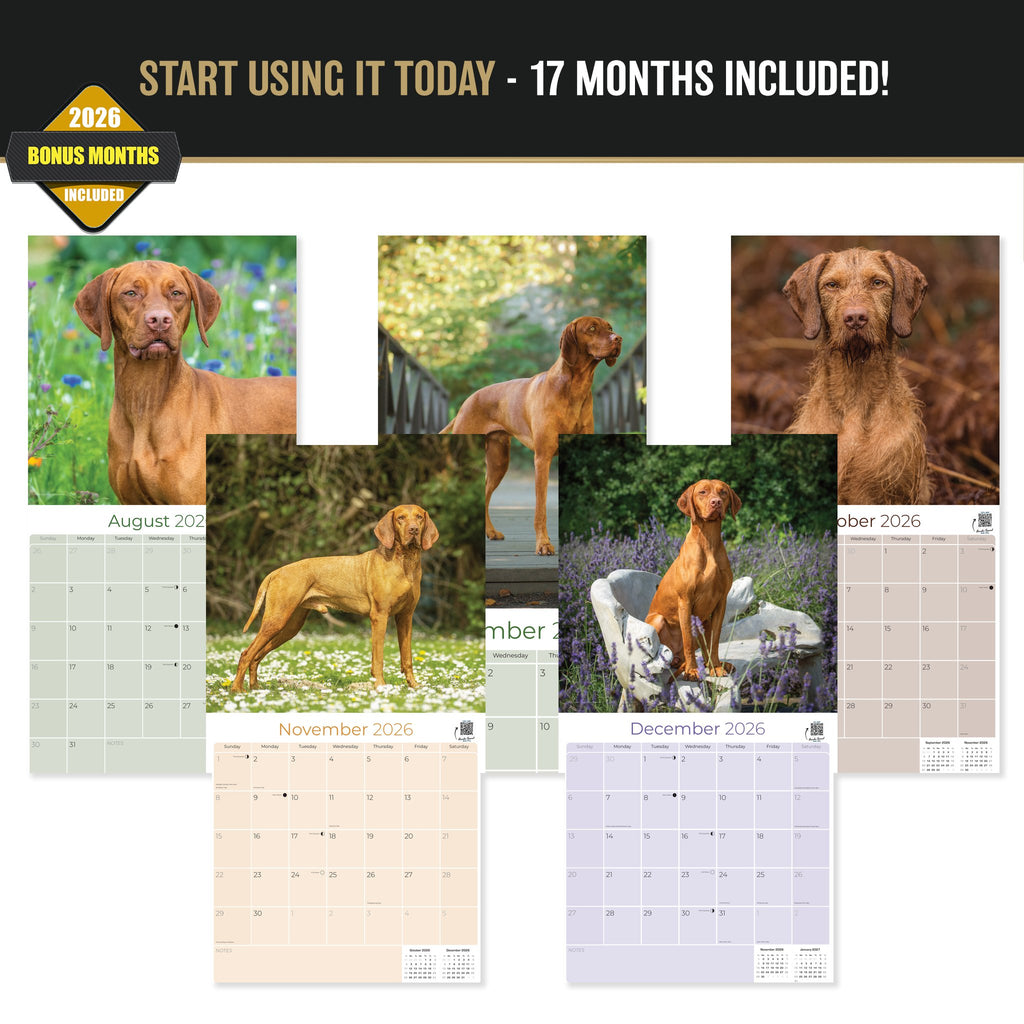 Vizsla Wall Calendar 2027 - 12" x 12" Monthly Athletic & Affectionate Hungarian Pointer Dog Breed Calendar
