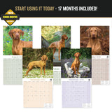 Vizsla Wall Calendar 2027 - 12" x 12" Monthly Athletic & Affectionate Hungarian Pointer Dog Breed Calendar