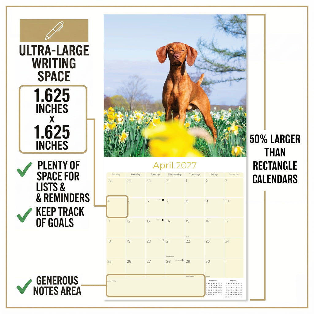 Vizsla Wall Calendar 2027 - 12" x 12" Monthly Athletic & Affectionate Hungarian Pointer Dog Breed Calendar
