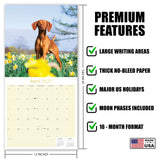 Vizsla Wall Calendar 2027 - 12" x 12" Monthly Athletic & Affectionate Hungarian Pointer Dog Breed Calendar