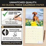 Vizsla Wall Calendar 2027 - 12" x 12" Monthly Athletic & Affectionate Hungarian Pointer Dog Breed Calendar