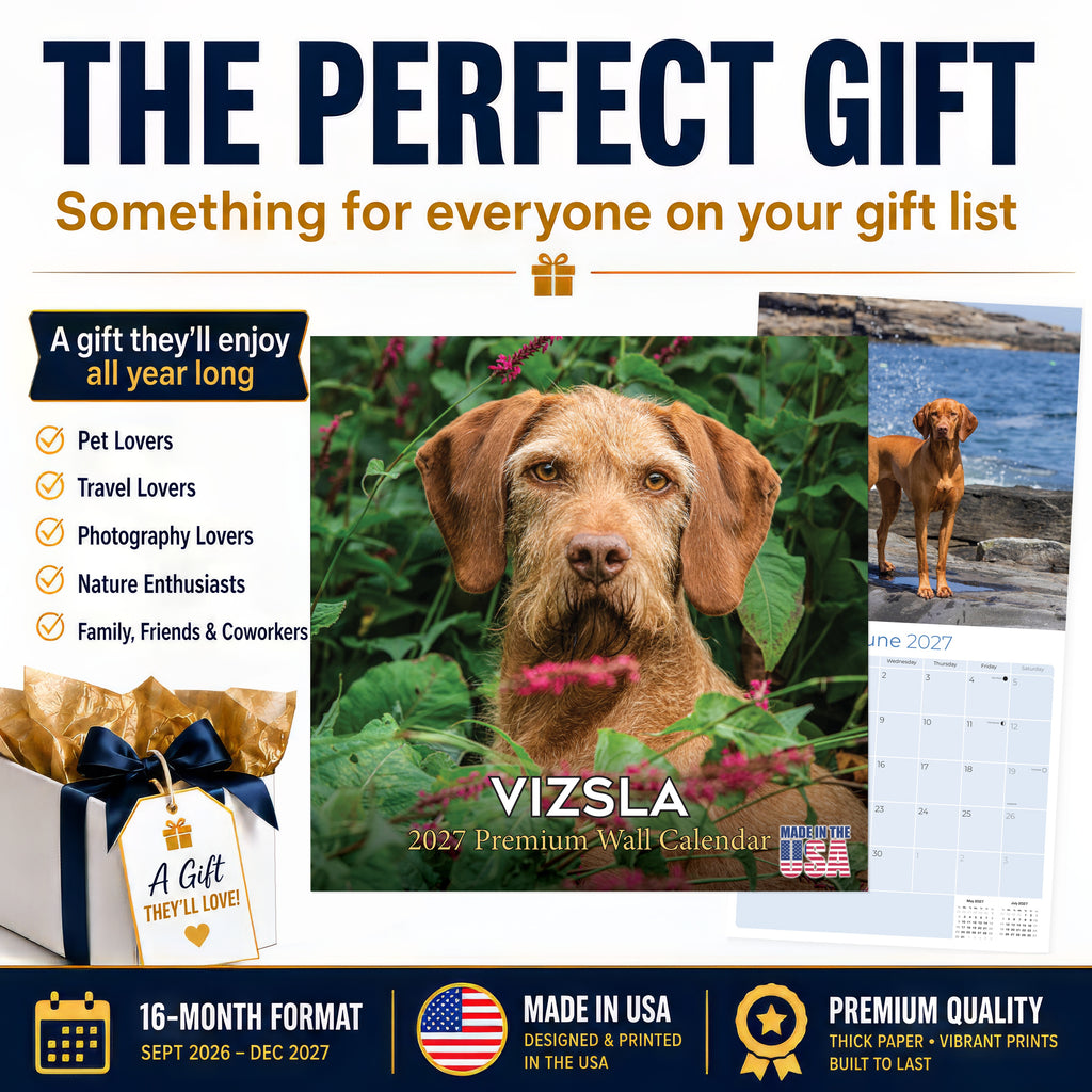 Vizsla Wall Calendar 2027 - 12" x 12" Monthly Athletic & Affectionate Hungarian Pointer Dog Breed Calendar
