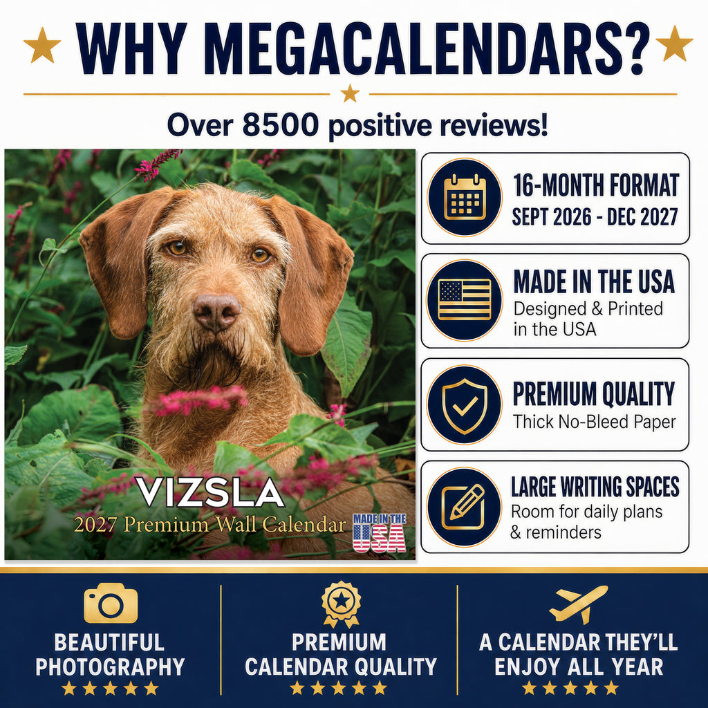 Vizsla Wall Calendar 2027 - 12" x 12" Monthly Athletic & Affectionate Hungarian Pointer Dog Breed Calendar