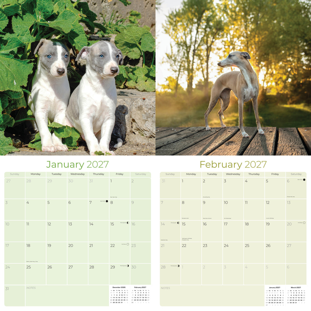 Whippet Wall Calendar 2027 - 12" x 12" Monthly Sleek & Athletic Sighthound Dog Breed Calendar