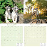 Whippet Wall Calendar 2027 - 12" x 12" Monthly Sleek & Athletic Sighthound Dog Breed Calendar