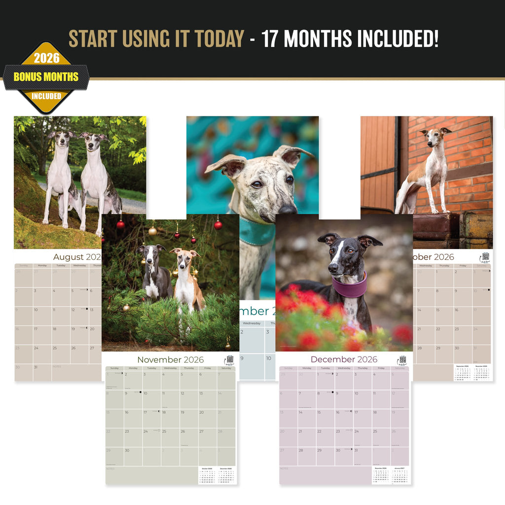 Whippet Wall Calendar 2027 - 12" x 12" Monthly Sleek & Athletic Sighthound Dog Breed Calendar