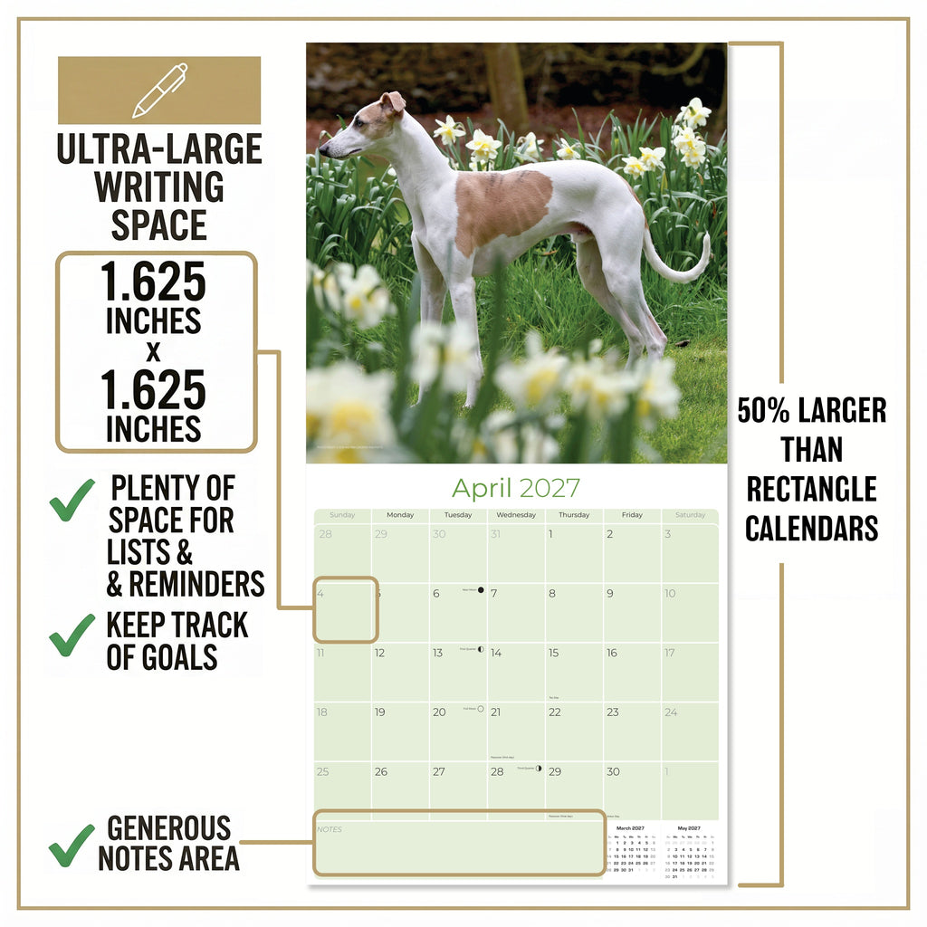 Whippet Wall Calendar 2027 - 12" x 12" Monthly Sleek & Athletic Sighthound Dog Breed Calendar