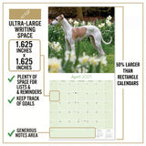 Whippet Wall Calendar 2027 - 12" x 12" Monthly Sleek & Athletic Sighthound Dog Breed Calendar