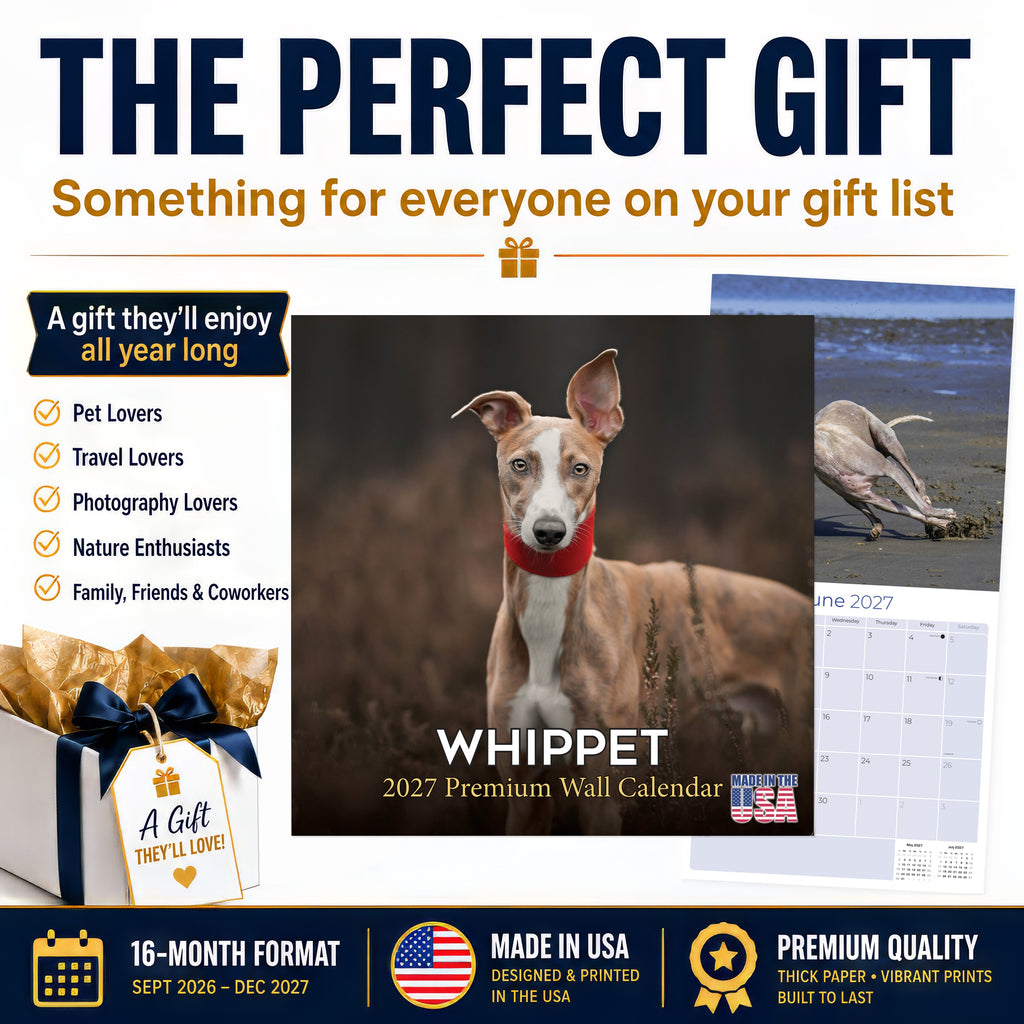 Whippet Wall Calendar 2027 - 12" x 12" Monthly Sleek & Athletic Sighthound Dog Breed Calendar