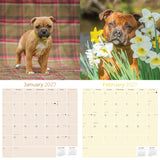 Staffordshire Bull Terrier Wall Calendar 2027 - 12" x 12" Monthly Courageous & Affectionate Staffy Dog Breed Calendar