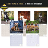 Staffordshire Bull Terrier Wall Calendar 2027 - 12" x 12" Monthly Courageous & Affectionate Staffy Dog Breed Calendar