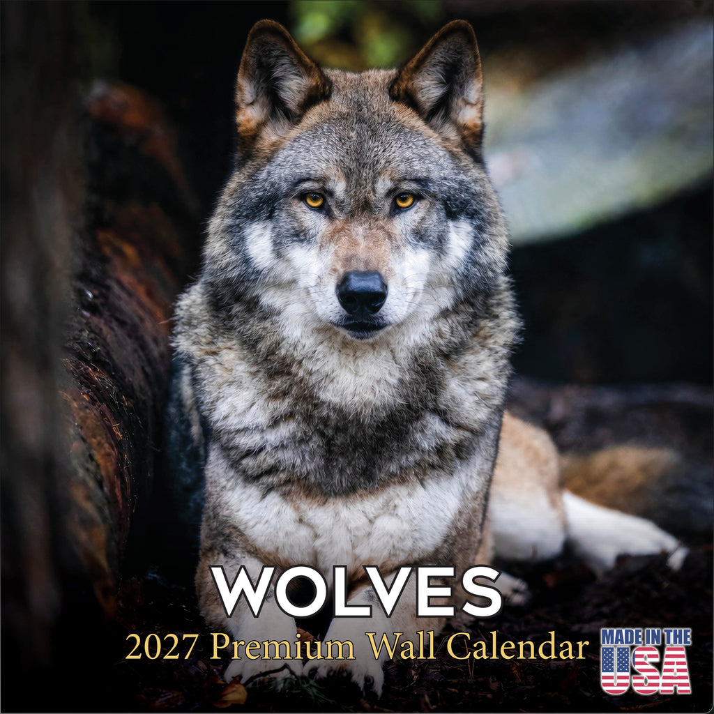 Wolves Wall Calendar 2027 - 12" x 12" Monthly Majestic & Powerful Wild Wolf Wildlife Nature Calendar