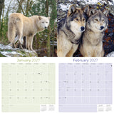 Wolves Wall Calendar 2027 - 12" x 12" Monthly Majestic & Powerful Wild Wolf Wildlife Nature Calendar
