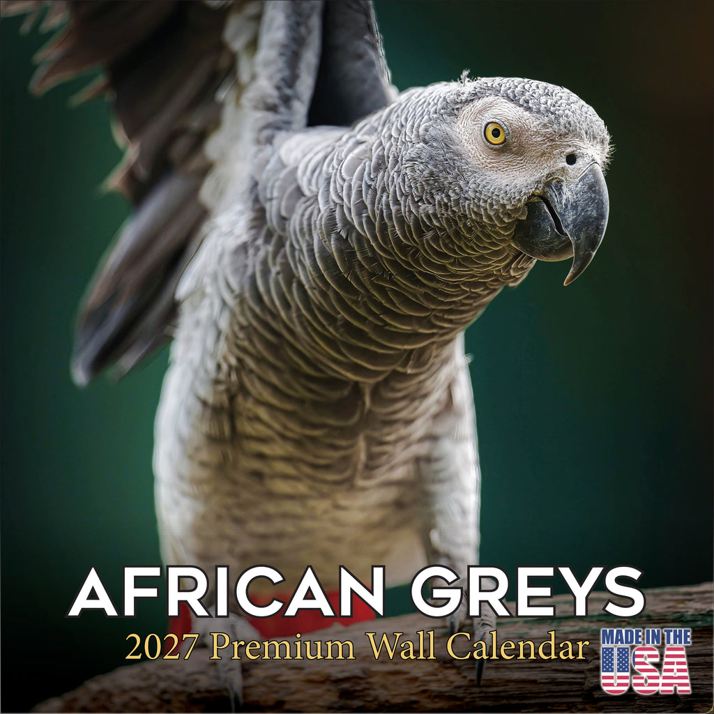 African Greys Wall Calendar 2027 - 12" x 12" Monthly Tropical Bird Calendar