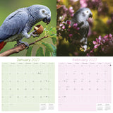 African Greys Wall Calendar 2027 - 12" x 12" Monthly Tropical Bird Calendar
