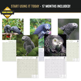 African Greys Wall Calendar 2027 - 12" x 12" Monthly Tropical Bird Calendar