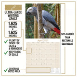 African Greys Wall Calendar 2027 - 12" x 12" Monthly Tropical Bird Calendar