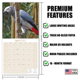 African Greys Wall Calendar 2027 - 12" x 12" Monthly Tropical Bird Calendar