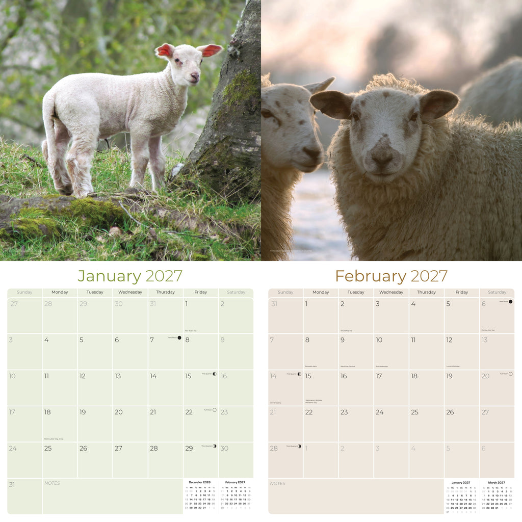Sheep Wall Calendar 2027 - 12" x 12" Monthly Gentle & Pastoral Farm Animal Sheep Breed Calendar