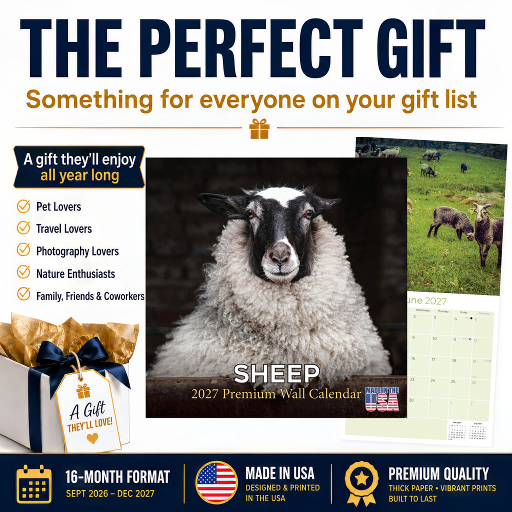 Sheep Wall Calendar 2027 - 12" x 12" Monthly Gentle & Pastoral Farm Animal Sheep Breed Calendar