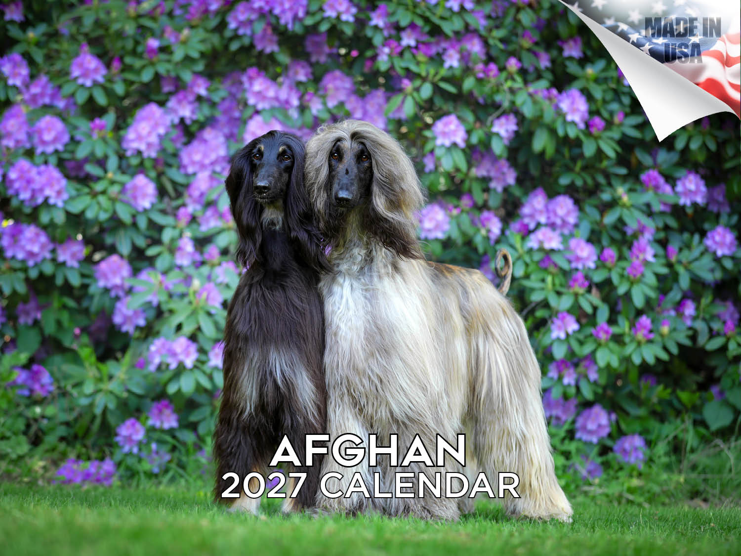 2027 Afghan Hound 14-Month Wall Calendar (12