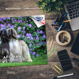 2027 Afghan Hound 14-Month Wall Calendar (12" x 9")