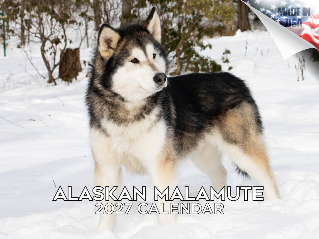 Alaskan Malamute Wall Calendar 2027 - 12" x 9" 14-Month Dog Breed Calendar