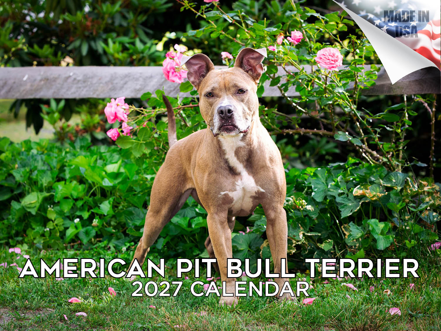 American Pit Bull Terrier Wall Calendar 2027 - 12