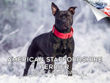 American Staffordshire Terrier Wall Calendar 2027 - 12" x 9" 14-Month Dog Breed Calendar