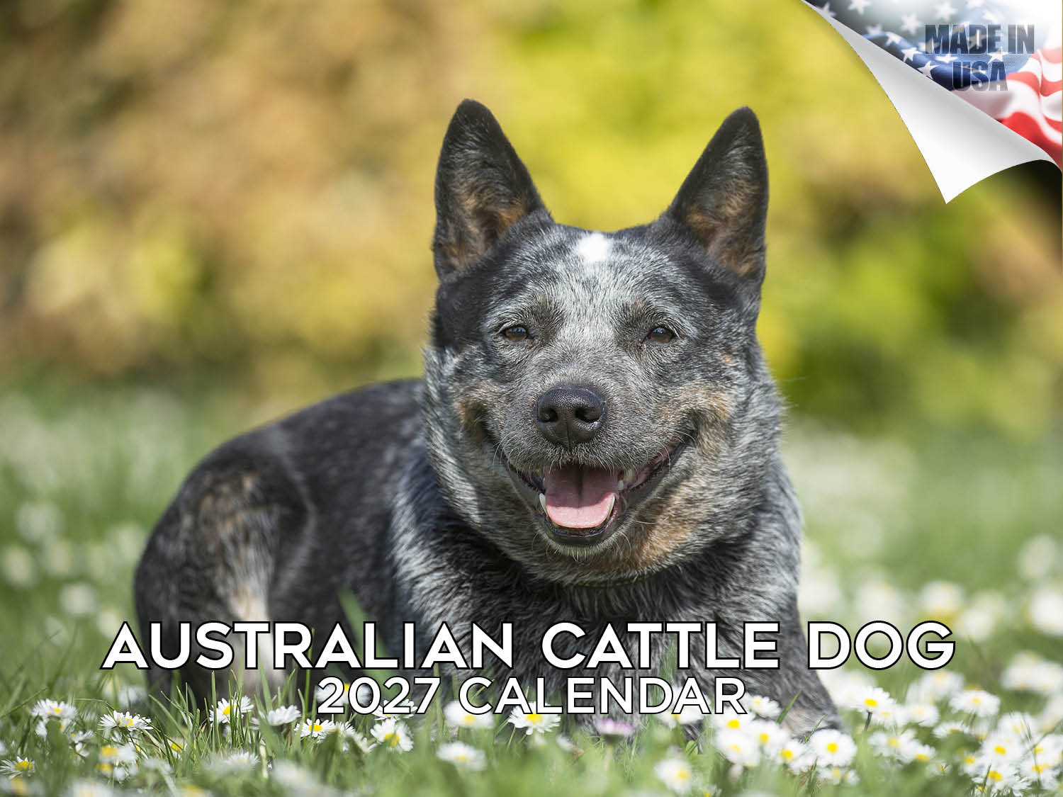 Australian Cattle Dog Wall Calendar 2027 - 12