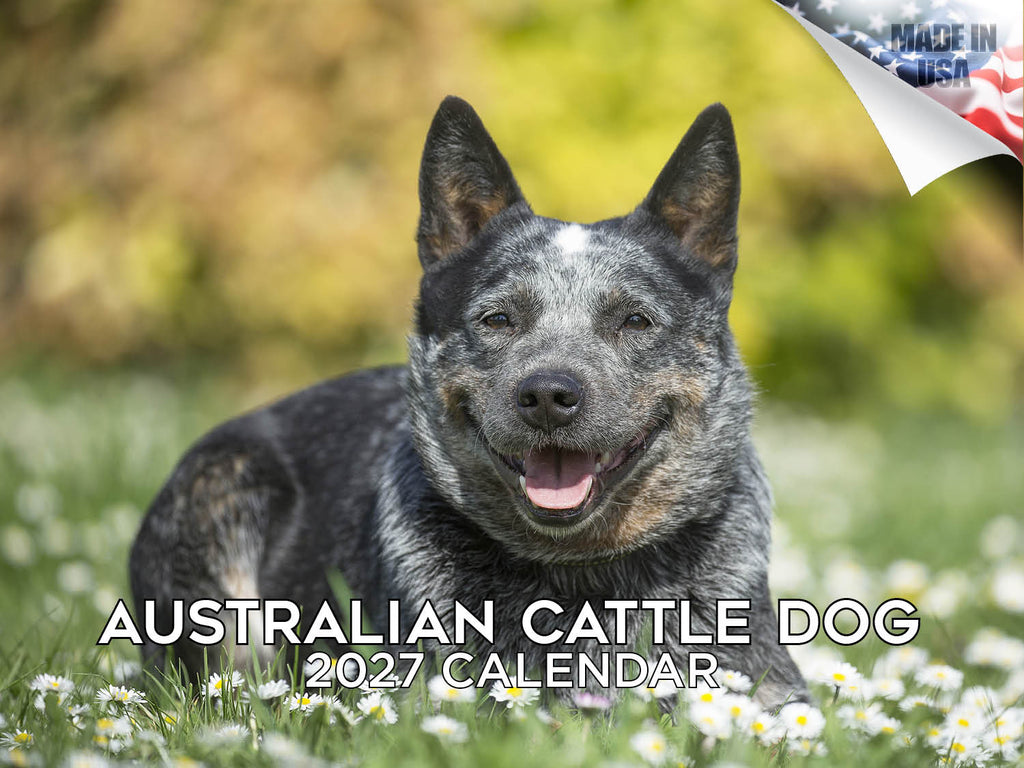 Australian Cattle Dog Wall Calendar 2027 - 12" x 9" 14-Month Dog Breed Calendar