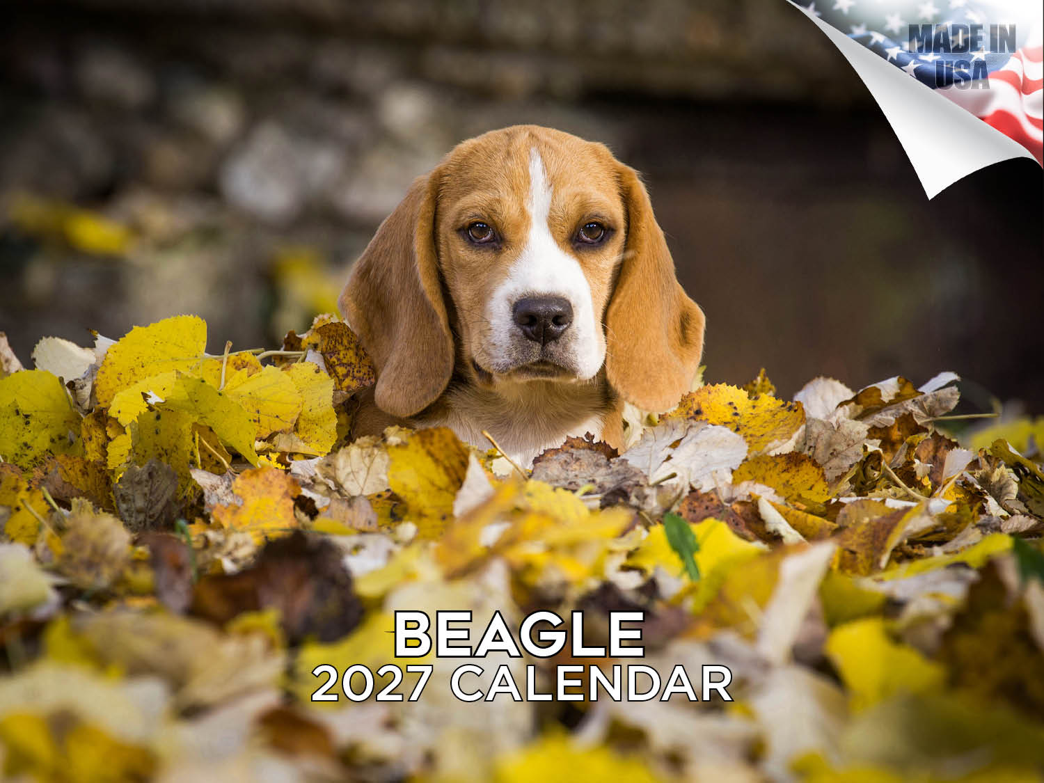 Beagle Wall Calendar 2027 - 12