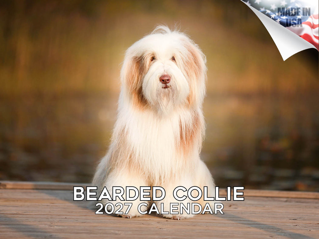 Bearded Collie Wall Calendar 2027 - 12" x 9" 14-Month Dog Breed Calendar